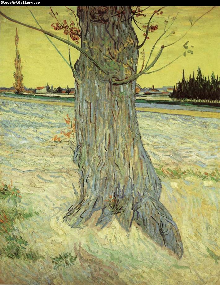 Vincent Van Gogh The Old yew tree